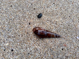 Shell on the sand. Suitable for frameworks, quotes and other projects.