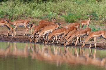 Impala antelope in Hlane Royal national park in Swaziland