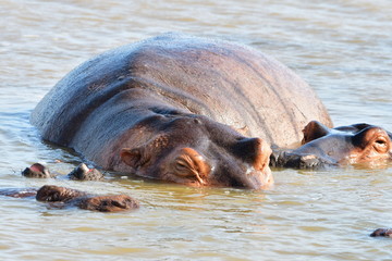 Fototapeta premium Hippopotamus in St Lucia lake in South Africa