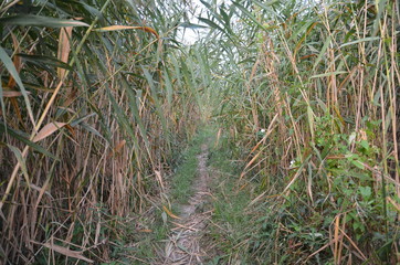 a path in the reeds