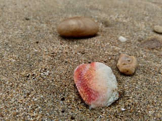 Shell on the sand. Suitable for frameworks, quotes and other projects.