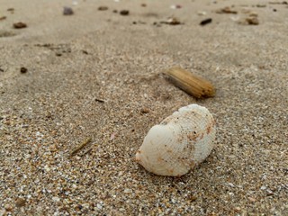 Shell on the sand. Suitable for frameworks, quotes and other projects.