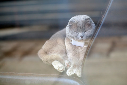Cat Scottish Fold, chinchilla coloring, sitting in a cafe behind the glass, with reflected light