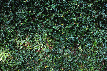 House covered with green ivy natural background.