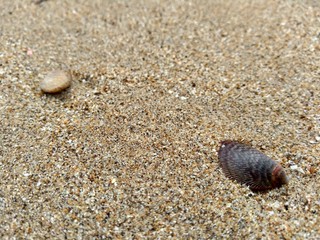 Shell on the sand. Suitable for frameworks, quotes and other projects.