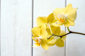 A branch of yellow orchids on a white wooden background