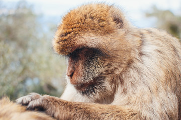Adult monkey profile.