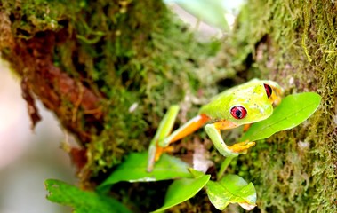 green tree frog on a leaf