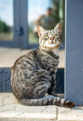 Gray stray cat sitting on the street