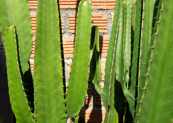 Green Cactus closeup. thorny fast growing hexagonal shape. bckground of brick wall