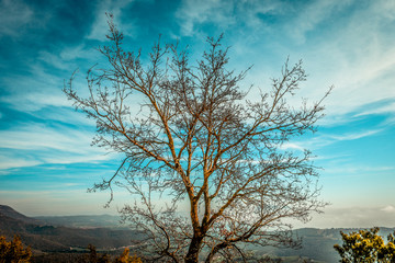 Tree on top of the hill with valley bottom and blue sky with white clouds