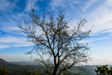 Fototapeta na wymiar Tree on top of the hill with valley bottom and blue sky with white clouds