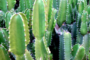 Green San Pedro Cactus. Green Cactus closeup. thorny fast growing hexagonal shape Cacti perfectly close captured in the desert.