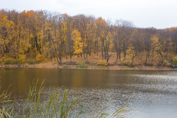 autumn forest by the water