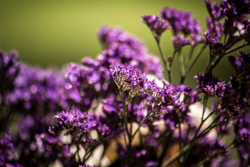 Obraz premium flor morada