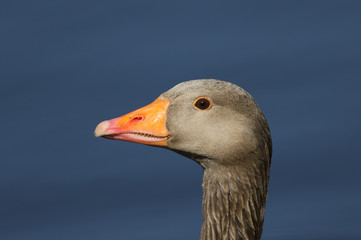 A head shot of a beautiful Greylag Goose, Anser anser, standing on the bank of a river. 