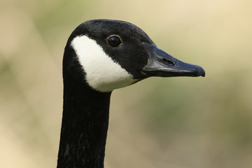 A head shot of a stunning Canada Goose, Branta canadensis, standing on the bank of a lake.