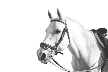 Fototapeta premium portrait of a white horse on a white background