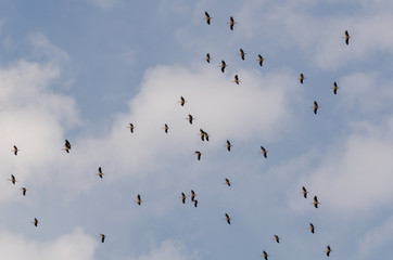 Painted stork large in flight,
