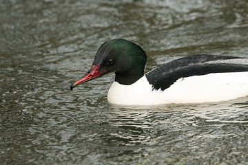 A male Goosander, Mergus merganser, swimming on a river. It has been diving down under the water...