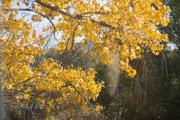yellow foliage on a tree
