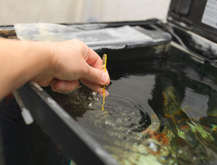 Fototapeta na wymiar measuring water temperature in a fish tank