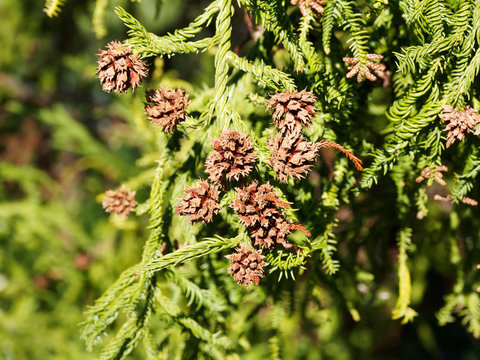 Cryptomeria japonica | Chatons femelles, globuleux, &eacute;cailleuses et brun&acirc;tre du C&egrave;dre du japon ou Cryptopm&egrave;re du Japon 