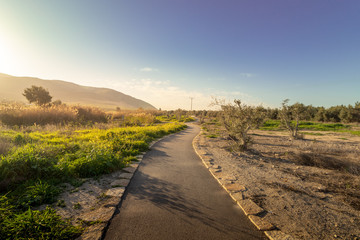 Naklejka premium The pedestrian asphalt path surrounded by Stones near olive trees and wild plants