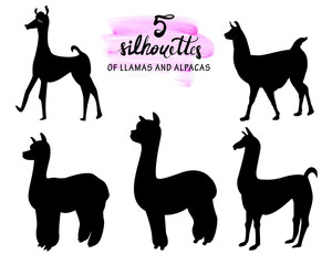 set of 5 silhouettes of llamas and alpacas realistic and stylized on a white background © Марина Воюш