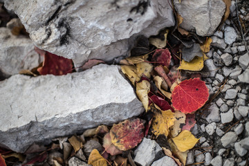 stones and autumn foliage