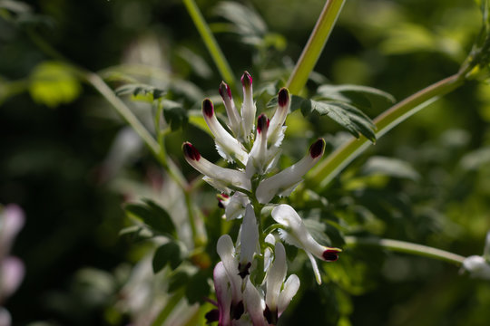 Close-up image of Fumaria capreolata, the white ramping fumitory, white and purple flower on a blurred green background