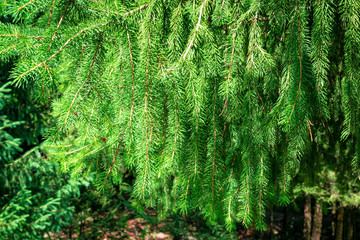 Green branches of spruce. Coniferous tree grows in the mountains. Background of fir branches.