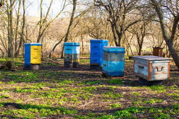 honey apiary, bee hive in the garden in early spring