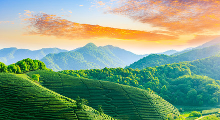Green tea mountain at sunset,tea plantation background.