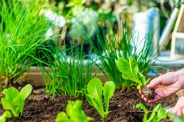 The gardener plants young seedlings in the ground.