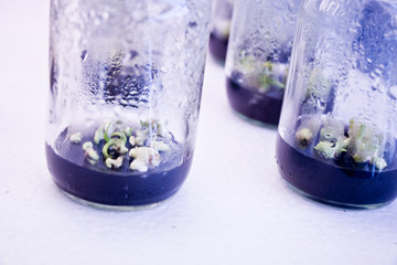 plant tissue culture