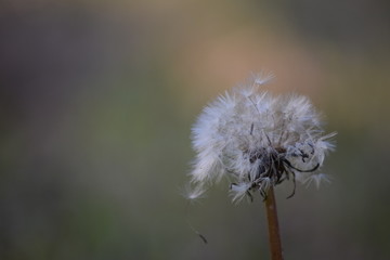 dandelion on green background