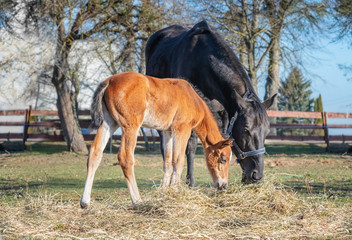 Black horse female with foal in a farm yard in spring