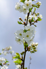 delicate flowering cherry branch against the sky