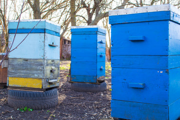 honey apiary, bee hive in the garden in early spring
