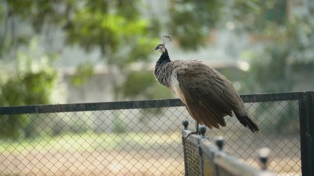 female peacock walks in the park