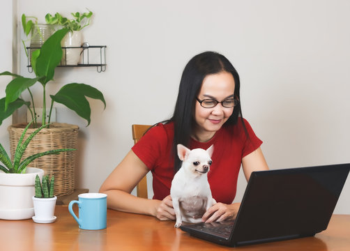 woman wearing eye glasses  and red t-shirt sitting at wooden table indoor with computer notebook , Chihuahua dog,blue cup of coffee and plant pots, working from home concept.