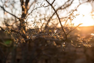 flowering tree at spring. tree branch blossom