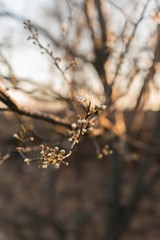 flowering tree at spring. tree branch blossom