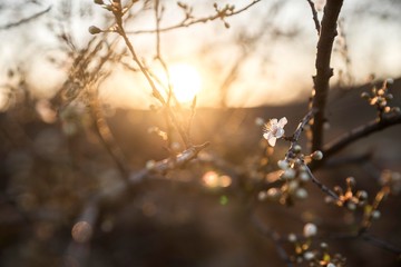 flowering tree at spring. tree branch blossom