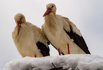 Storks when winter sets in in Romania