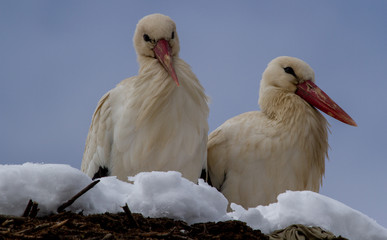 
White stork surprised by the snow