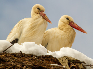  Stork couple in the last winter days.