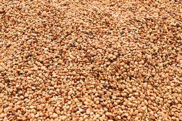  Close up of coffee beans for background                                  