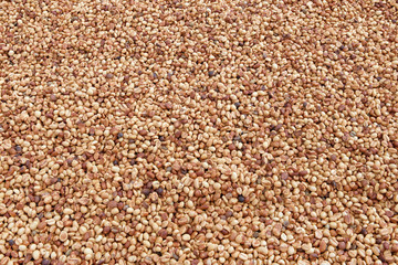  Close up of coffee beans for background                                  